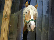 Animal Shelter curtains